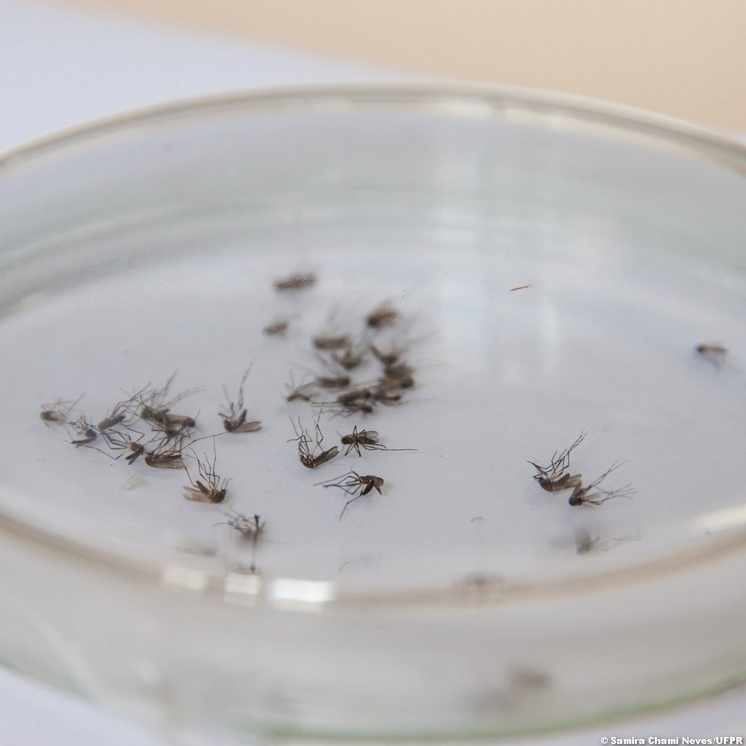 ? Paraíba vai multar proprietários de imóveis com focos de Aedes Aegypti