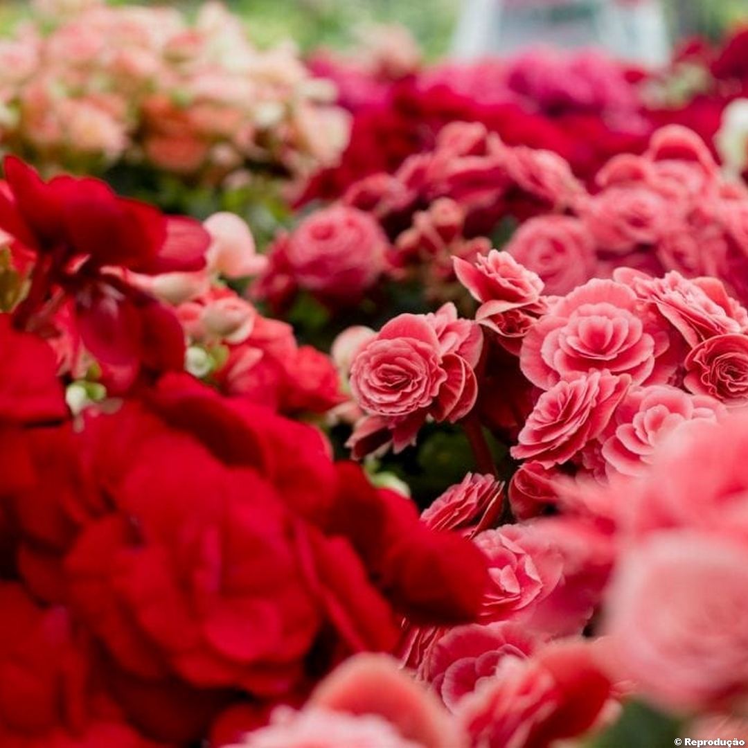? Dia das Mães é a data mais importante para o setor de flores