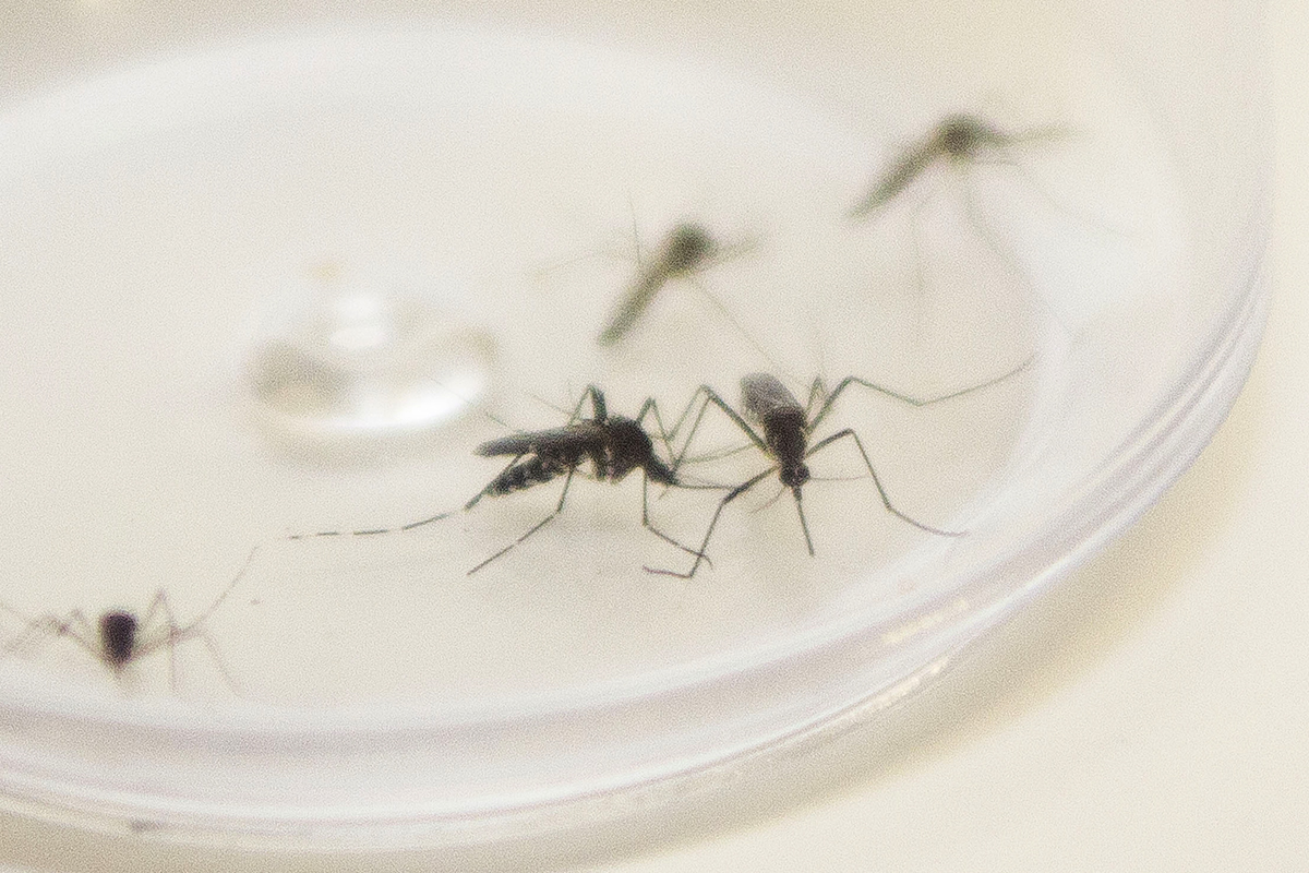 ? Autoridades da PB estão preocupadas com número elevado de casos de dengue
