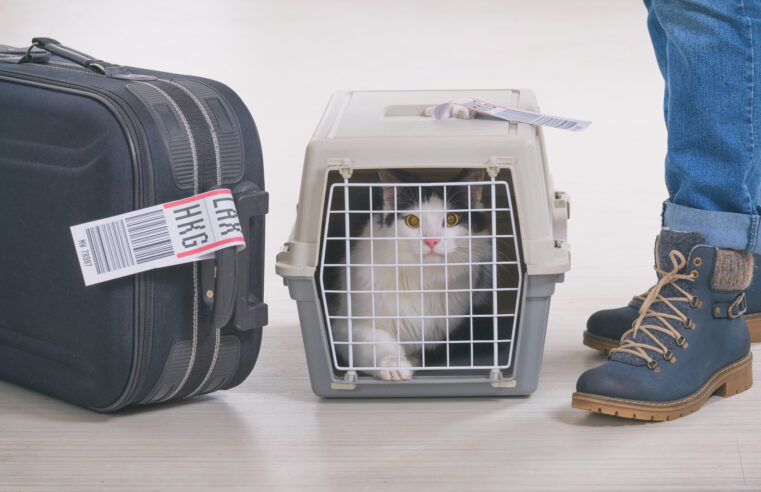 🐕‍🦺🐈‍⬛ Viagens internacionais com pets exigem certificado veterinário emitido pelo Mapa