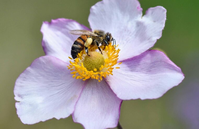 🐝 Estudiosos alertam para a possibilidade de extinção das abelhas