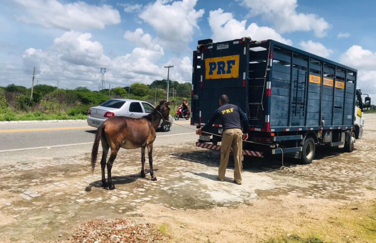 ? 223 animais foram capturados nas rodovias federais paraibanas nos primeiros dias deste ano