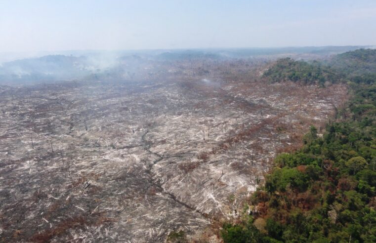 🍃 Amazônia registrou em 2021 o maior desmatamento em dez anos, revela Imazon