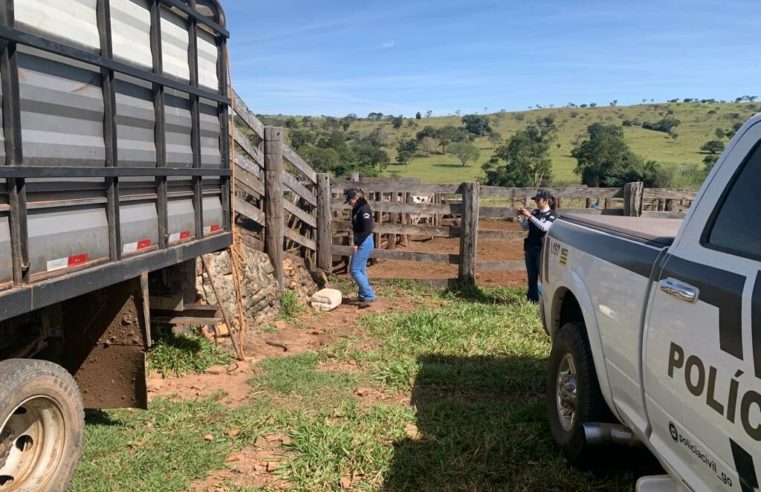 🚔 Polícia investiga ações de grupo especializado em furto de gado na região de Cajazeiras