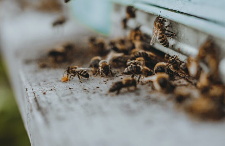 🐝🚑 Brasil teve cerca de 100 mil casos de acidentes por abelhas nos últimos 5 anos