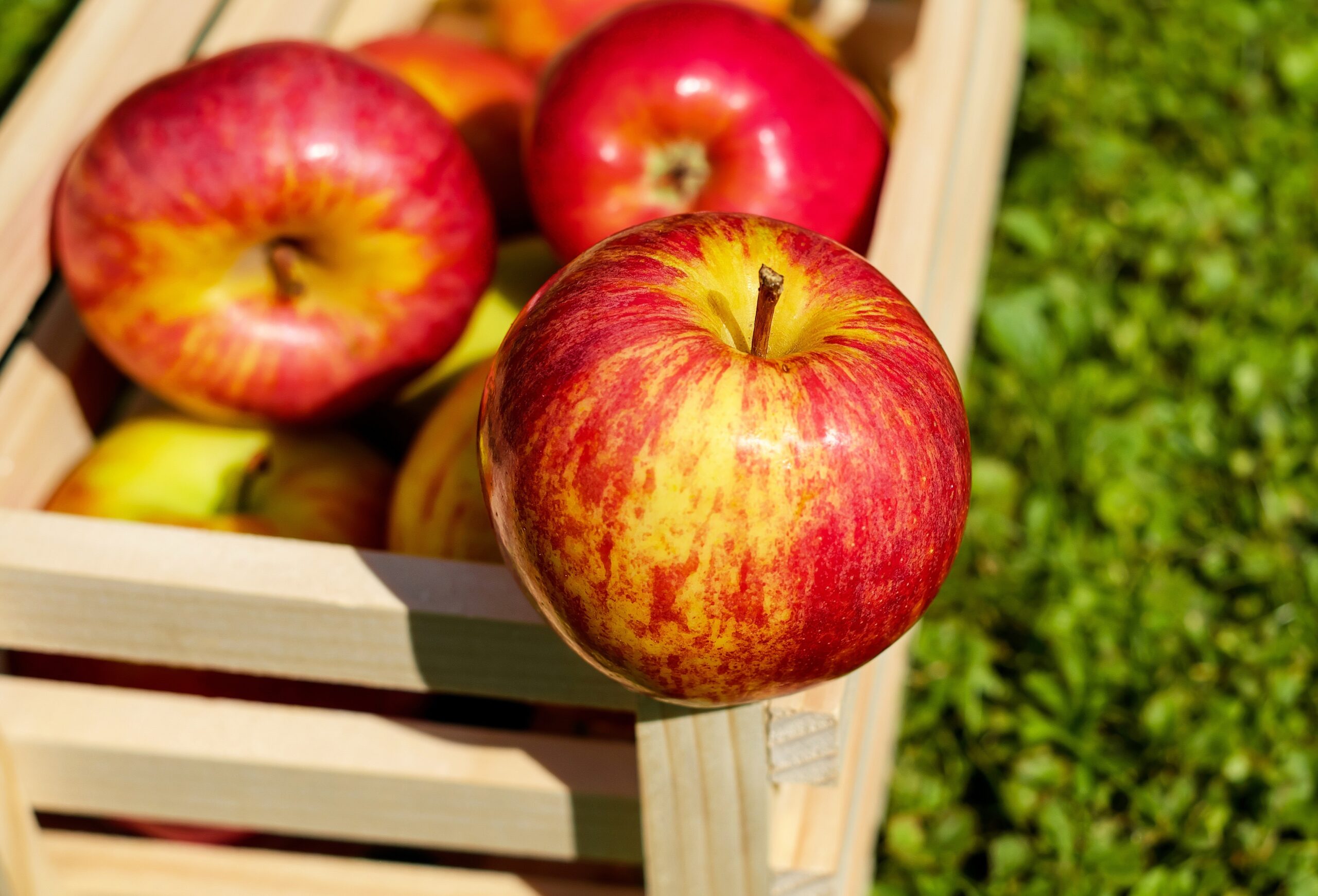 🍎🍏 Consumo de maçã reduz o risco de doenças cardiovasculares e contribui para a vida longa