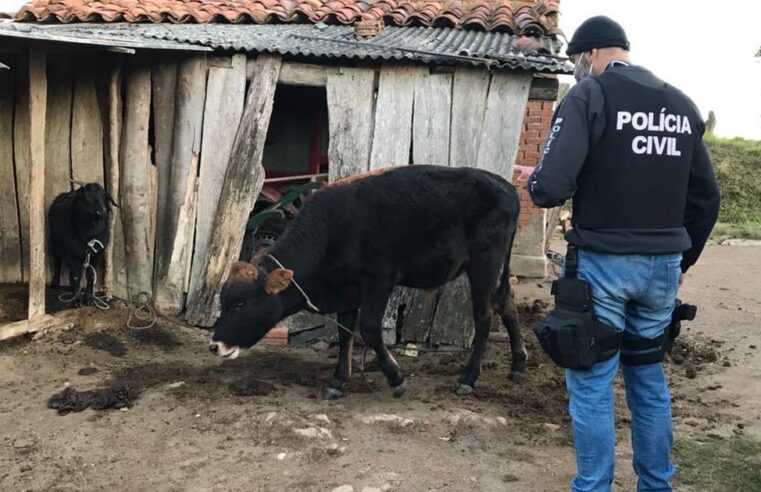 🚓 Operação ‘Pega Ladrão’ prende em Cajazeiras suspeitos por furto de gado na região de Pombal