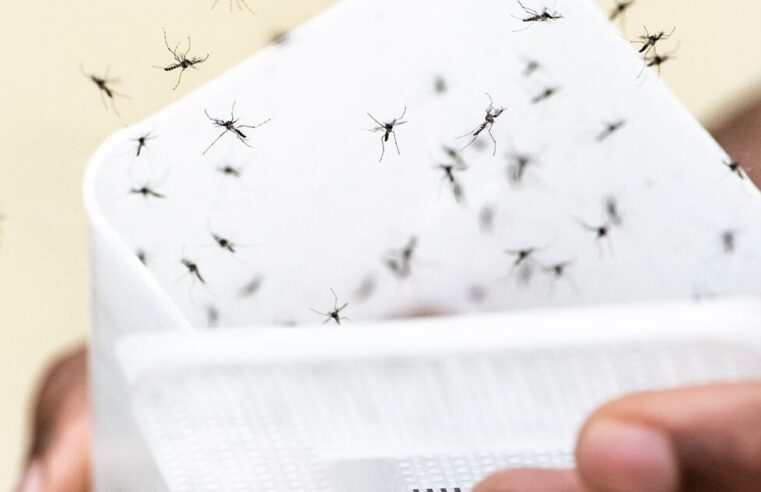 🦟 Casos de chikungunya registraram aumento de 110% apenas neste início de ano