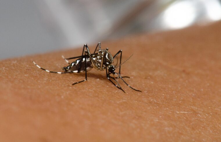 🦟 Cientistas testam novo método para combater transmissão de dengue, zika e chikungunya