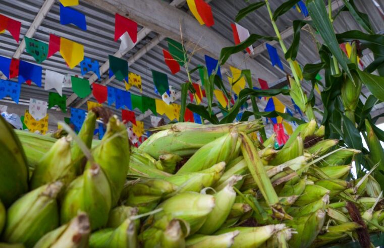 🌽 Preço da mão de milho com 52 espigas varia entre R$ 30 e R$ 70 na Paraíba, aponta pesquisa