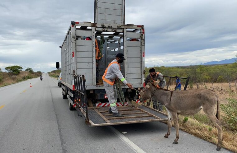 🚔 DER e Famup debatem parceria para viabilizar retirada de animais soltos nas rodovias paraibanas
