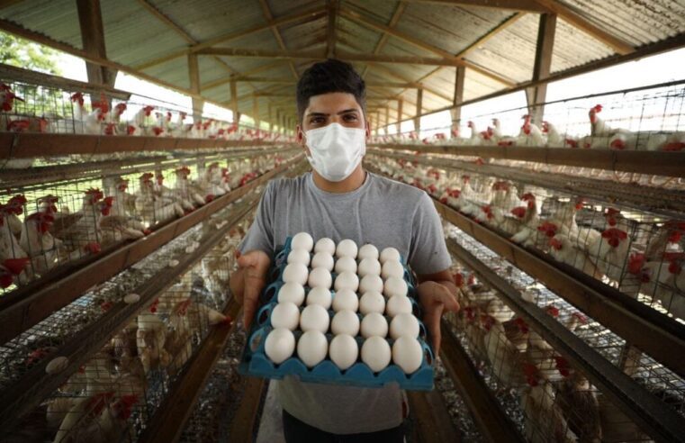 🥚🍳 Entenda por que a onda de calor ajuda a baratear o preço dos ovos