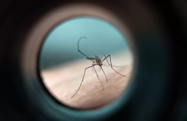 |⚠️ Morte por dengue no estado da PB alerta para necessidade de prevenção contra o Aedes aegypti
