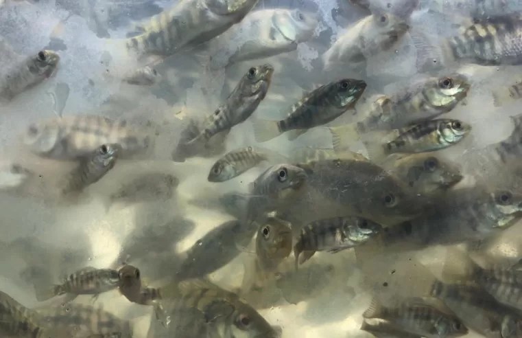 |🐟🐡 Cajazeiras será beneficiada pela distribuição de alevinos para peixamento de açudes do Sertão