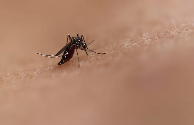 |🦟 Brasil passa de 4 milhões de casos de dengue; número de mortes chegam a 1.937