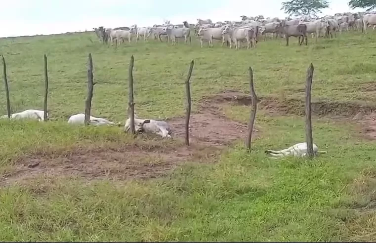 |⚡ Raios matam mais de 10 animais e atingem residência em município paraibano; confira vídeo