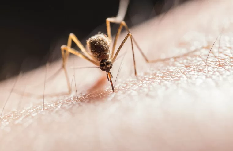 |🦟 Febre do Oropouche: Entenda a doença com 3,3 mil casos no país e é transmitida por mosquito