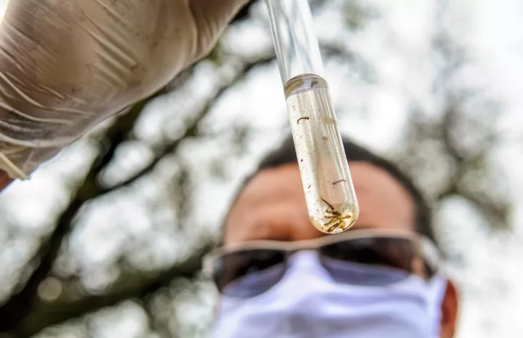 |🦟 Novo levantamento traz nível de infestação do Aedes aegypti em Cajazeiras; veja por bairros