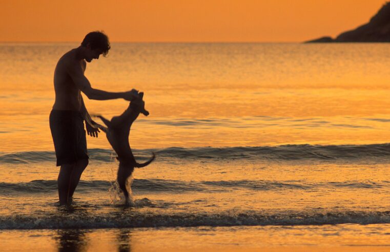 |⏯🐕Longa brasileiro “Caramelo” entra no Top 3 mundial de filmes mais assistidos no streaming