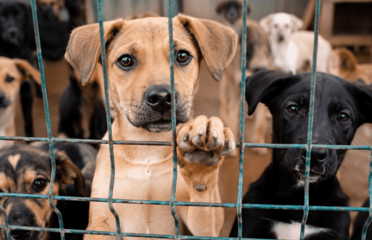 🐾❤️ Mais de 600 vidas dependem de uma mulher: conheça a luta emocionante da ONG S.O.S Pets em Cajazeiras