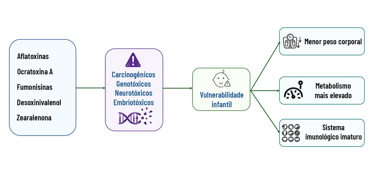 Infográfico com caixas conectadas por setas, que representam os possíveis efeitos das micotoxinas sobre a saúde infantil. À esquerda, uma caixa azul lista cinco tipos de micotoxinas: aflatoxinas, ocratoxina A, fumonisinas, desoxinivalenol e zearalenona. Uma seta aponta para uma caixa roxa que destaca quatro possíveis efeitos tóxicos: carcinogenicidade, genotoxicidade, neurotoxicidade e embriotoxicidade. Em seguida, outra seta leva à caixa verde-clara com a indicação “vulnerabilidade infantil”, ilustrada por um rosto de bebê. Dela partem três setas para caixas à direita, que apresentam fatores de vulnerabilidade: menor peso corporal, metabolismo mais elevado e sistema imunológico imaturo.